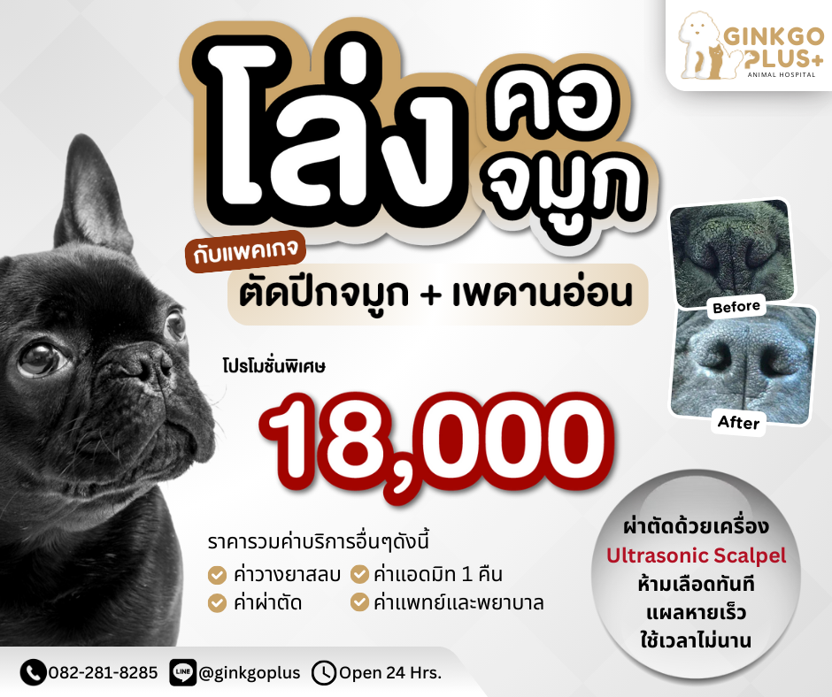 โล่งคอจมูก (เสริมจมูก)